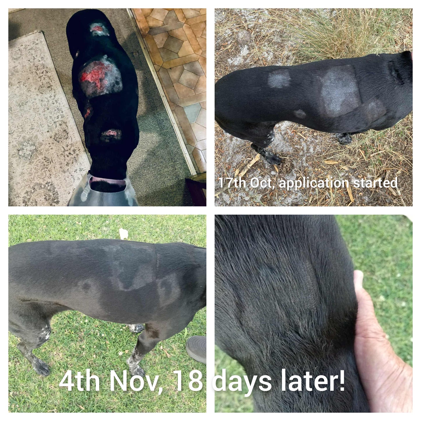 Crickets' Magic Balm