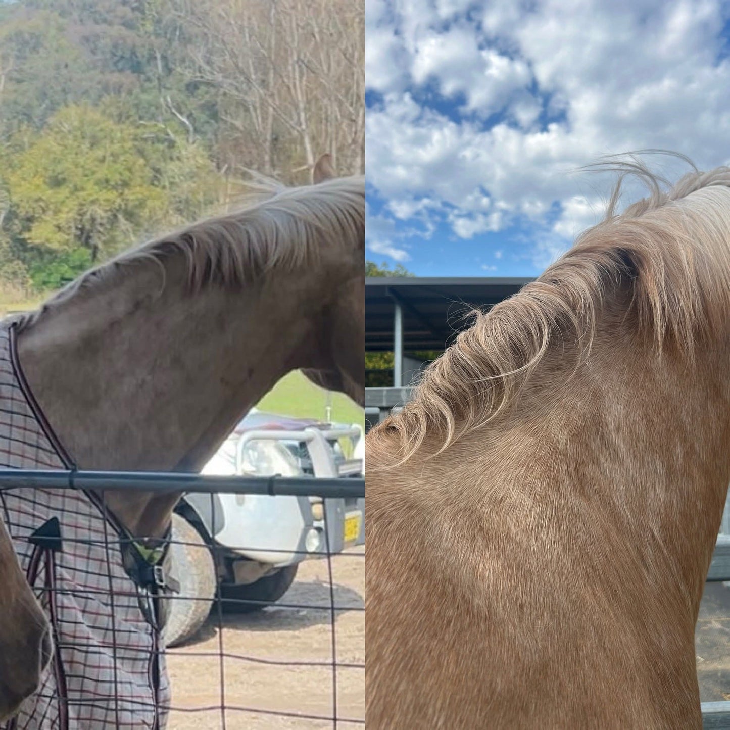 Crickets' Magic Balm